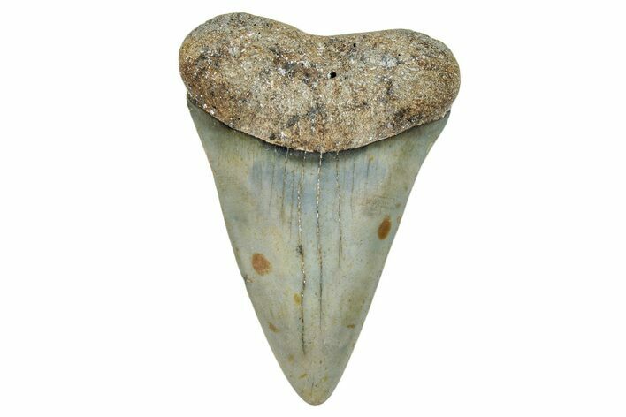 Fossil Broad-Toothed Mako Shark Tooth - North Carolina #272966